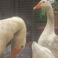 غاز نرو ماده تخم گذار