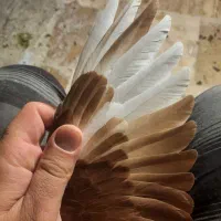 جوجه سرخ دم سفید|پرنده|گلبهار, شهر جدید گلبهار|دیوار