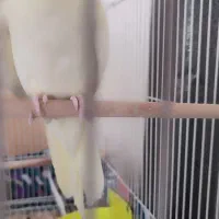 یک جفت عروس هلندی تخم گذار همراه با قفس و وسایل|پرنده|مشهد, توس (بلوار توس)|دیوار