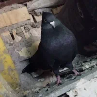 زاغ ابادانی