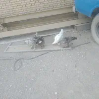 تخم مرغ دیلگونی درجه یک