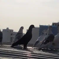 کبوتر پرشی|پرنده|اصفهان, دستگرده|دیوار