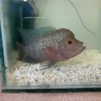 فروش و معاوصه ماهی