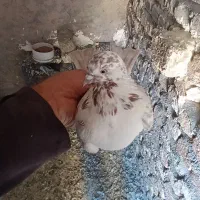 کبوتر،تهرانی درجه یک،شرطی|پرنده|بیستون, |دیوار