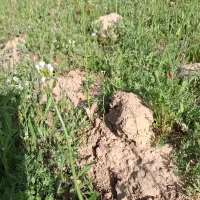 زمین-دیم-اجاره-ای