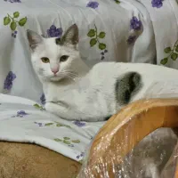 واگذاری رایگان ۲ گربه dsh(توضیحات مهم)