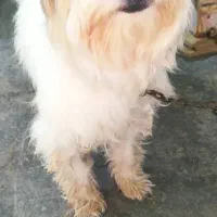 سگ شیتزو تمیز تمیز|سگ|برازجان, |دیوار