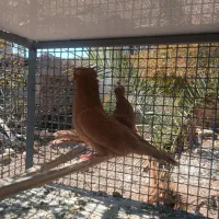 کبوتر زرد|پرنده|مروست, |دیوار