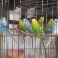 مرغ عشق سالم و بالغ