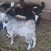فروش 11راس کهره نر