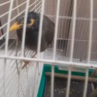 مرغ مینا با قفس
