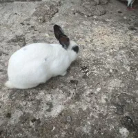 خرگوش سفید نر