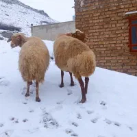 میش|حیوانات مزرعه|خرمآباد, |دیوار