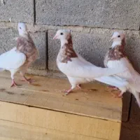 کبوتر طوقی|پرنده|سرپل ذهاب, |دیوار