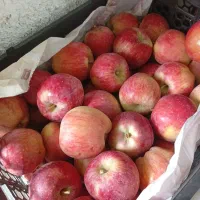 سیب قرمز استخوانی فقط95