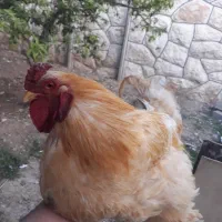 خروس امپراطور