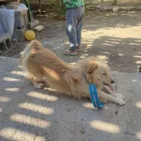 سگ پامر روباهی|سگ|سرپل ذهاب, |دیوار