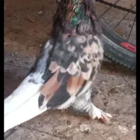 کبوتر هما سرور وکربلایی