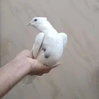 جوجه طوقی