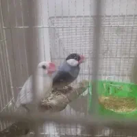 ۴ جفت فنچ نرگسی