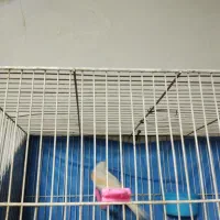 قناری ماده مزاییکی  آماده  کوزه سالم