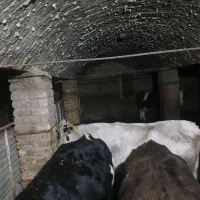 گاو سیمنتال