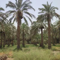 300اصله درخت خرما با12ساعت آب موتور 8