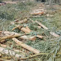 هرس . برش و خرید چوب انواع درخت.در رامشیر|خدمات باغبانی و درختکاری|رامشیر, |دیوار