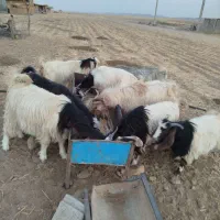 بزغاله و بز