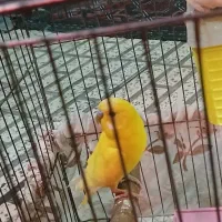 مرغ عشق|پرنده|ری, ملکآباد|دیوار