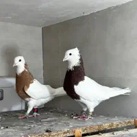 جفتگاه طوقی|پرنده|مشهد, آزادشهر|دیوار