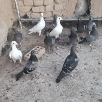 ۱۲عدد جوجه آلمانی مسافتی