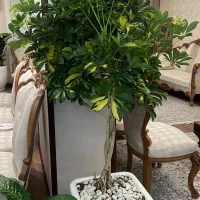 فروش تعدادی گل آپارتمانی با گلدان