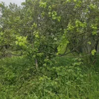 250 متر زمین با پروانه ساخت190متری