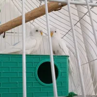 مرغ عشق|پرنده|کبودرآهنگ, |دیوار