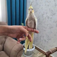 عروس هلندی کینگ سایز سه ماهه ۱ملیون