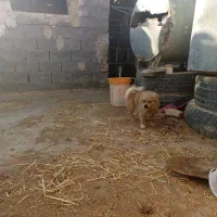 پامر|لوازم جانبی حیوانات|مهریز, |دیوار