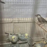 نرگسی و رنگین کمانی|پرنده|زاهدان, |دیوار