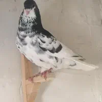 ۵ تا شهری|پرنده|شیراز, ماه فیروزان|دیوار