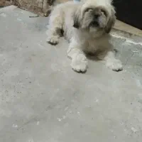 حیوان سگ شیتزو|سگ|فریدونکنار, |دیوار