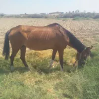 اسب مادیان پنج نشان یورقه