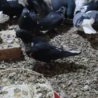 کفتر پرشی|حیوانات|حمیدیا, |دیوار