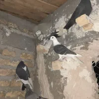 کبوتر پرشی کفتر بوم