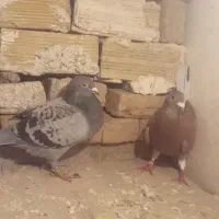 کفتر دوبر اویناخ اوچان|پرنده|پارسآباد, |دیوار