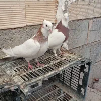 طوقی