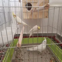 عروس هلندی|پرنده|نورآباد ممسنی, |دیوار