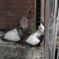 کبوتر نقش زینتی