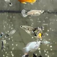 ماهی آکواریوم کوپی و گوپی و سواتل یا دم شمشیری|ماهی|قم, شهرک امام حسین|دیوار