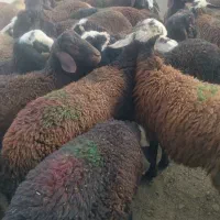 بره