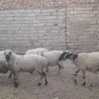 گوسفند|حیوانات مزرعه|خاش, |دیوار